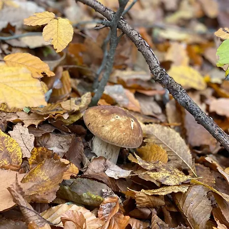 Park Polyana (Transcarpathia)